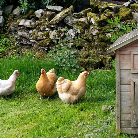 The Hen House Old Hutton